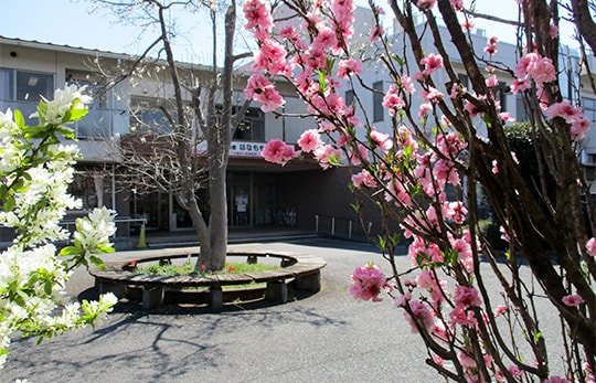 祝！はなもも満開　2019