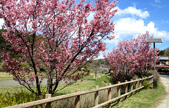 お花見ドライブ 2019
