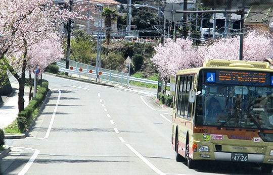お花見ドライブ 2019