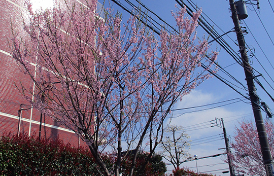 デイケア（通所リハビリ）通信～「お花見2019」のご報告