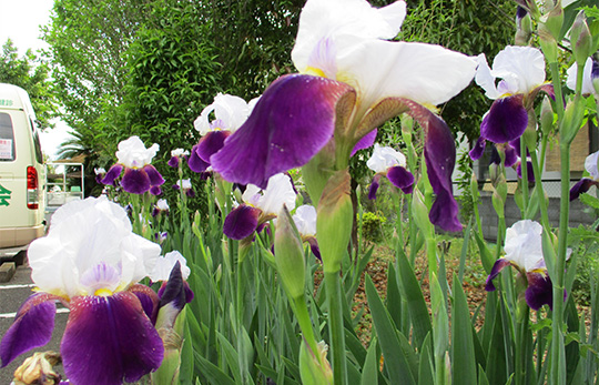 アヤメの花が咲き誇っています