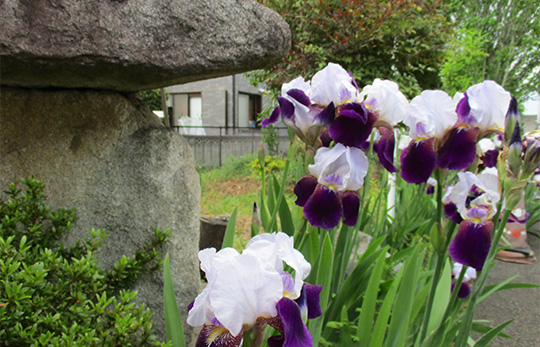 アヤメの花が咲き誇っています