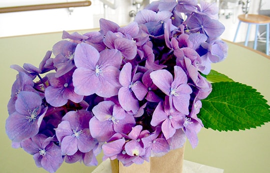 「紫陽花祭り」をおこないました