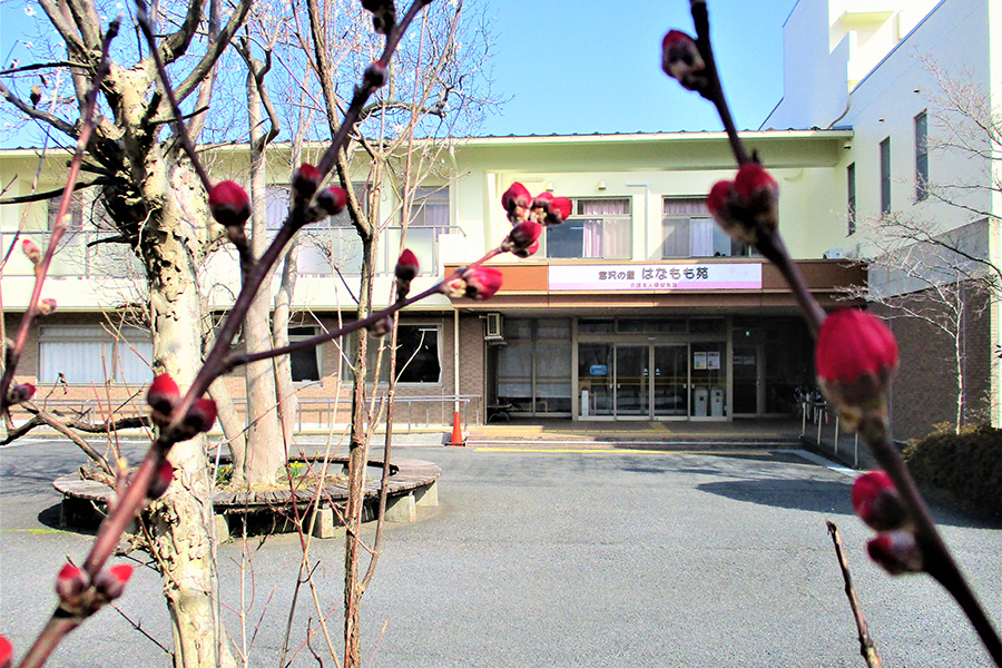 はなももの開花