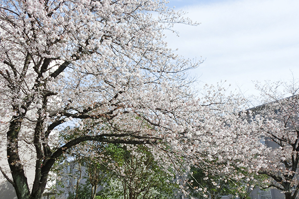 お花見ドライブ
