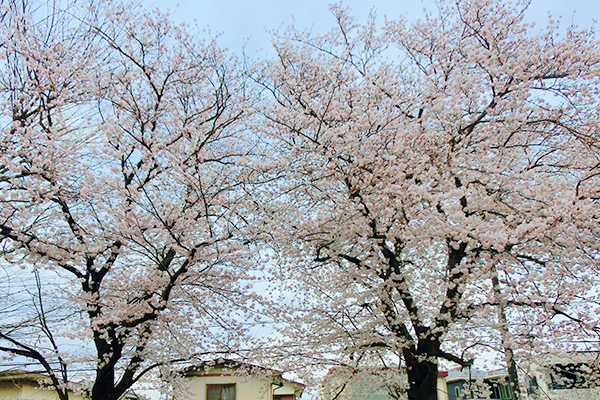 お花見ドライブ